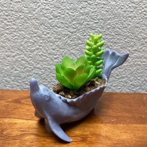 May include: A light blue ceramic dolphin planter with a succulent plant inside. The dolphin is in a playful pose with its tail up and its head tilted back.