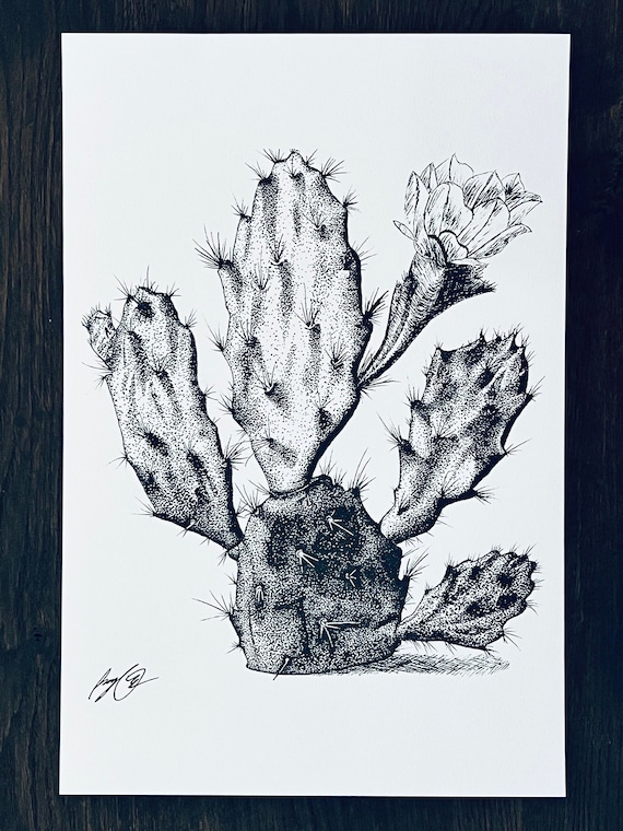 erowid san pedro cactus Trichocereus Pachanoi San Pedro Cactus main image 0