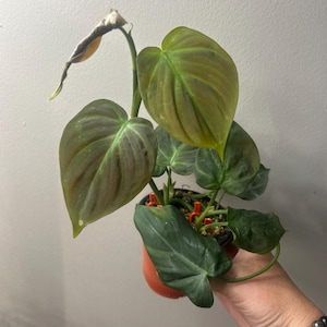 3” Philodendron camposportoanum