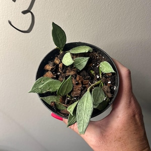 4&quot; Hoya Lacunosa Mint