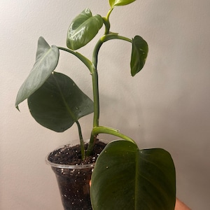 5” Philodendron White Wizard (light var)