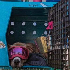 Water Bucket Holder- Ruff Land Kennel - Fits all sizes
