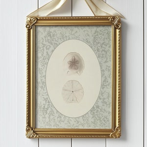 May include: A gold framed picture with a white background and a delicate floral pattern. The picture features two sand dollars, one with a flower-like design and the other with a more traditional sand dollar shape.