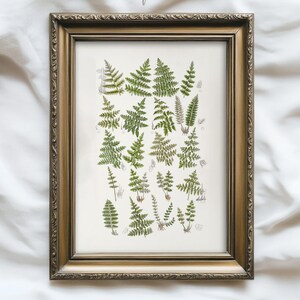 Może przedstawiać: Oprawiony wydruk botaniczny przedstawiający różne ilustracje zielonych paproci. Grafika jest prezentowana w złotej, ozdobnej ramie, na białym tle. Tekst "ARLINGTON PRINTS ART COLLECTIVE" jest widoczny u góry.
