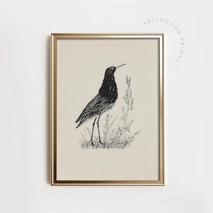 Arte de esboço de pássaro costeiro, impressão de pássaro vintage, decoração rústica de fazenda, ilustração da natureza em preto e branco, arte digital para impressão