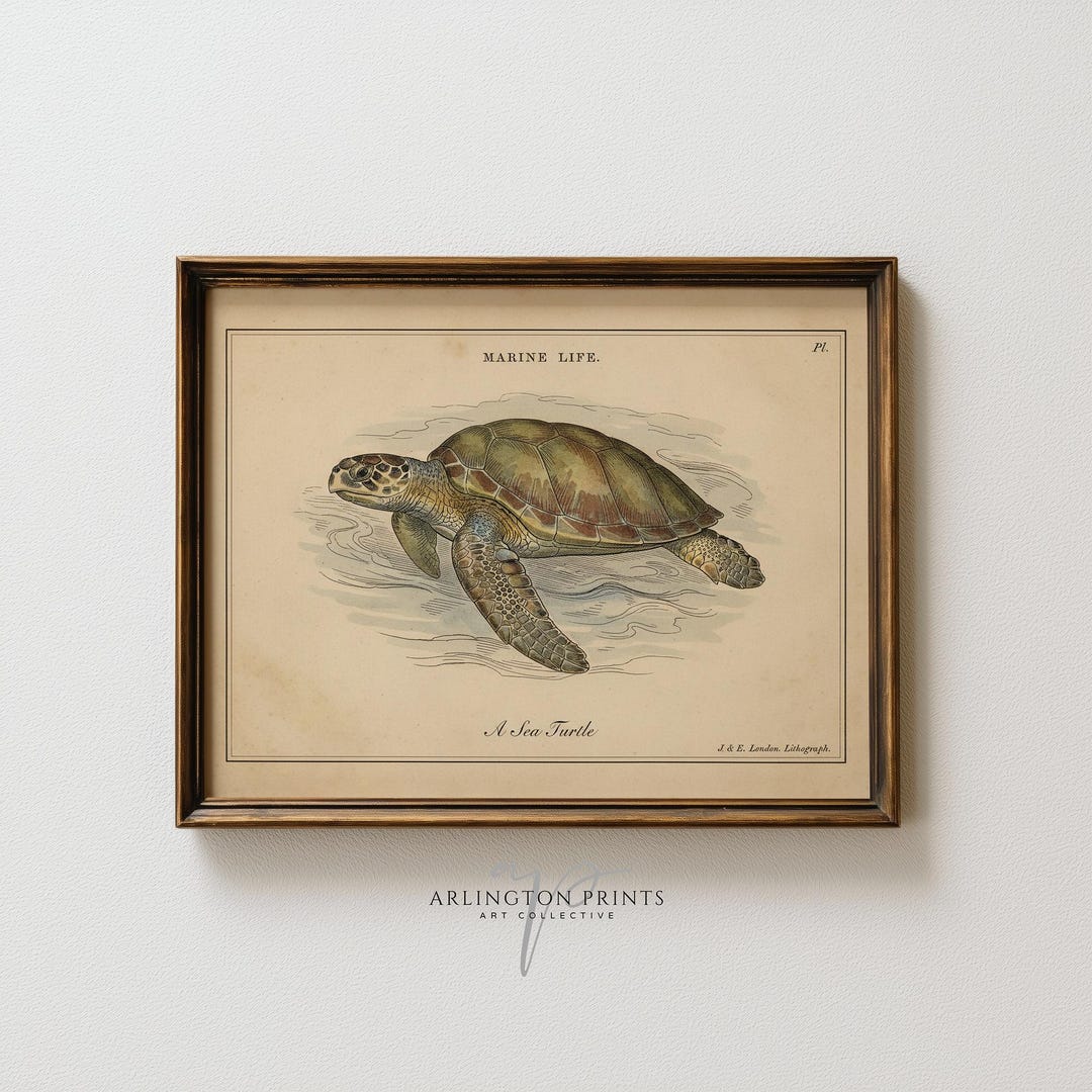Vintage Sea Turtle Wall Art Printable, Antique Marine Life Illustration ...