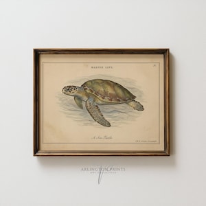 May include: Framed vintage print of a sea turtle. The artwork features a detailed illustration of a turtle in shades of green, brown, and tan, set against a light background. The print is labeled "Marine Life" and "A Sea Turtle".