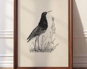 Shorebird Print | Vintage Nature Sketch, Rustic Farmhouse Art (Digital Download)