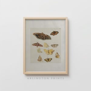 Vintage Butterfly Wall Art, Antique Butterfly Print, Botanical Insect Illustration, Rustic Farmhouse Digital Download, DC-4032