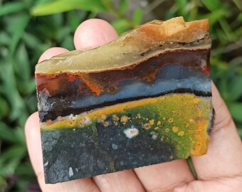 Multicolor Opalized Petrified Wood Slab for Cabbing Material - Captured on Wet Condition - Unique & Stunning Piece!