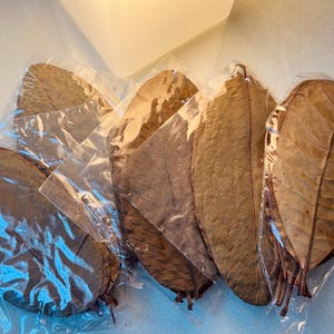 Bulk 50 Guava Leaf - Natural Aquarium Safe Botanical