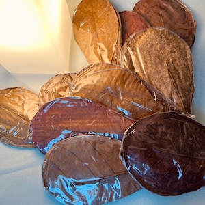 Bulk 100 Indian Almond Leaf - Natural Aquarium Safe Botanical
