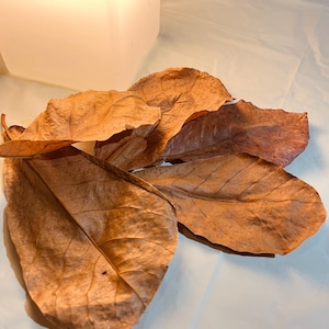 5 Pack Indian Almond Leaf - Natural Aquarium Safe Botanical
