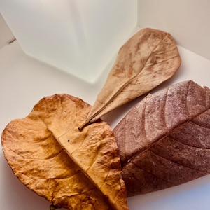3 Pack Indian Almond Leaves: Natural Aquarium Botanical