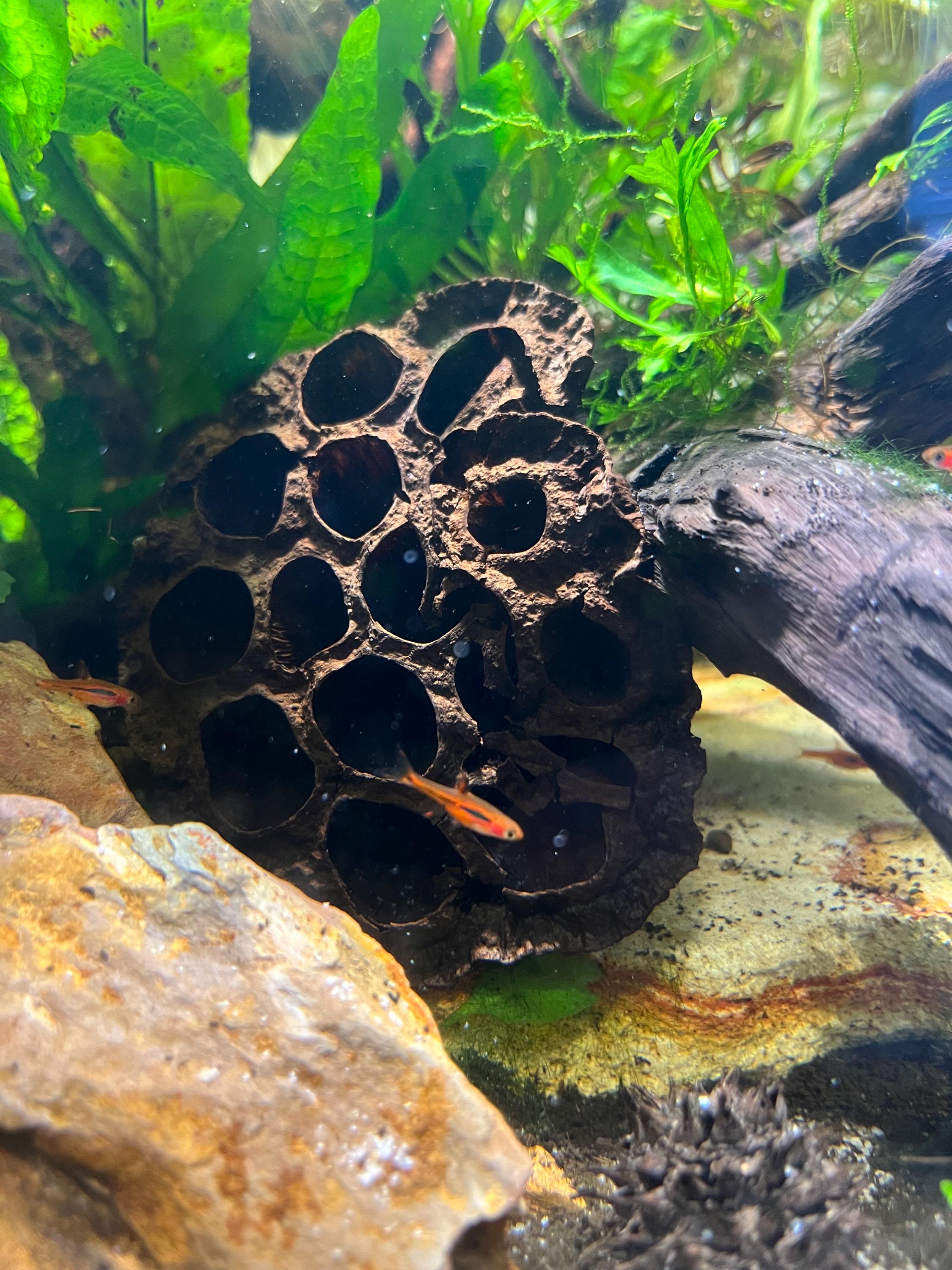 Lotus Pod Accessory Large Lotus Pod: Natural Aquarium Botanical Decor - Etsy