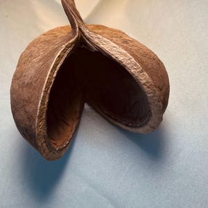 Buddha Nut Pod - Pianta botanica extra large per acquario, terrario, vivario.