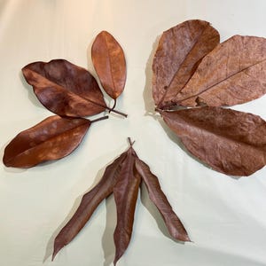 9 Piece Leaf Mix - Natural Aquarium Safe Botanical