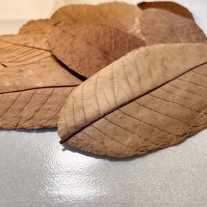 10 Guava Leaf - Natural Aquarium Safe Botanical for Betta Fish, Shrimp, Tropical Freshwater Aquariums