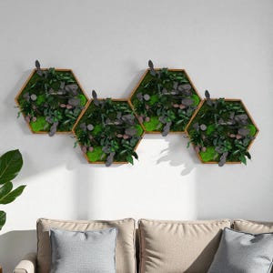 May include: Four hexagon-shaped wall planters with wooden frames, filled with green moss, dark purple leaves, and small plants. The planters are mounted on a white wall above a beige sofa with gray pillows.