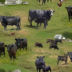 Elizabeth&#39;s Studio - Farm Animals - Angus Cows/White Barn Green by the yard 3097 3098