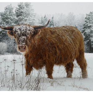 May include: A Highland cow stands in a snowy field, its long, shaggy brown fur dusted with snow. The cow has large, curved horns and a thick coat, with a backdrop of snow-covered trees. The scene evokes a sense of winter and the outdoors.