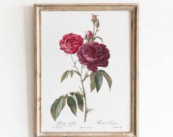 Printable Rose Illustration Digital Print, Vintage Botanical Flower Wall Art, Rustic Garden Decor Drawing, Cottagecore Nature Download 2511