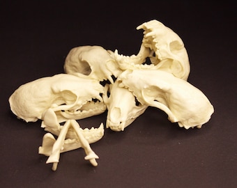 Set of 5 pieces small rodent skull replica unpainted