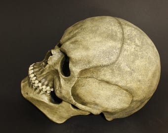 Human Skull Mask | Realistic Skeleton Mask