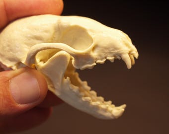Small rodent skull replica unpainted