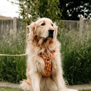 May include: Two golden retriever dogs sitting on green grass, wearing matching harnesses with a colorful floral pattern. One dog has its mouth open, tongue out. A leash is attached to one dog's harness.