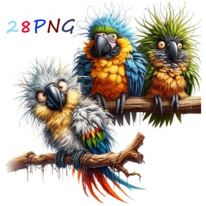 Funny Parrot PNG Clipart: 28 Transparent Images (Digital Download)