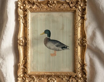 Vintage Stockenten Illustration, antiker Vogel Druck für die Bauernhaus Wand Dekoration