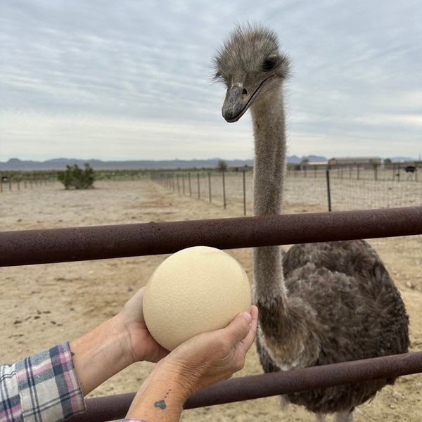 Ostrich egg