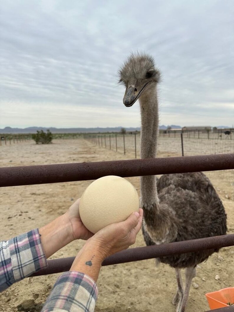 Ostrich egg image 1