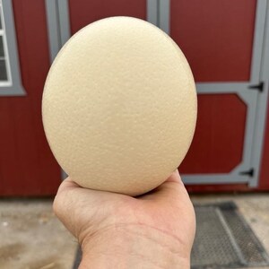 Ostrich egg image 4