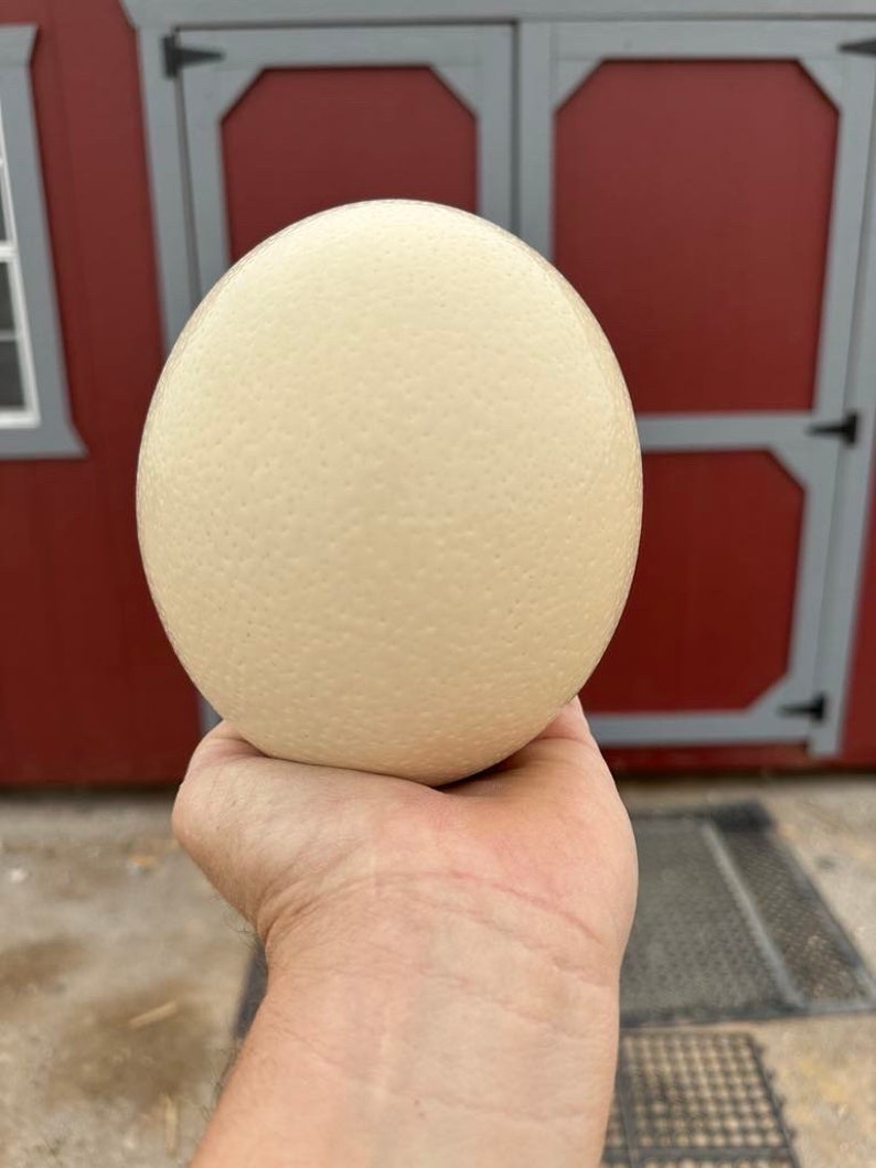 Ostrich egg image 4
