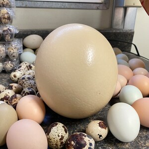 Ostrich egg image 3