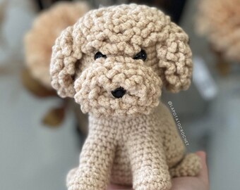 Coco the Toy Poodle