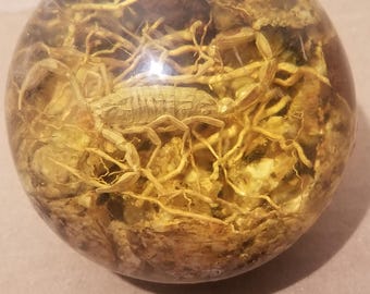 Haunted Amber Ancient Magic Ball - Real Scorpion & Spirits | Divination, Wealth, Healing  Third Eye Activation