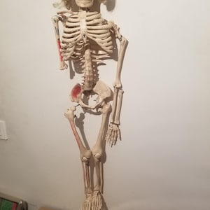 May include: A full-body anatomical skeleton model featuring an off-white bone finish, articulated joints, and a blonde synthetic wig attached to the skull. Certain bone areas, including the humerus and femur, feature red painted highlights.
