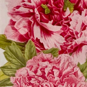 May include: Two pink peonies with ruffled petals, one partially obscured by the other, with green leaves in the background.