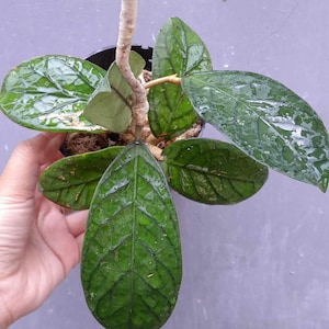 Rare Hoya Urat Bengkulu Plant Unique Foliage & Flowers