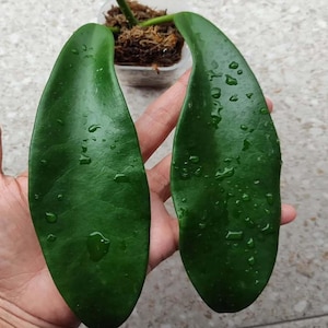 ポットごと】ホヤ メリフルア hoya meliflua Meliflua hoya - Etsy 日本