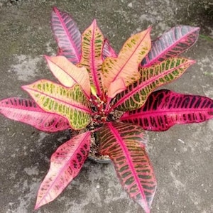 Codiaeum Variegatum Croton Sakura Rare Unique Leaves Beautiful Best Quality Fast Shipping