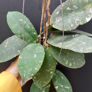 Hoya Undulata Rare Big Leaf Plant
