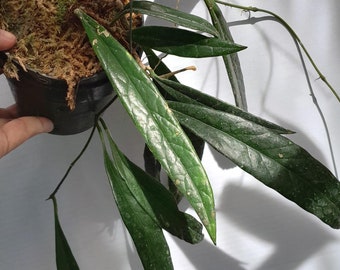 その他観葉植物 HOYA Lyi 4