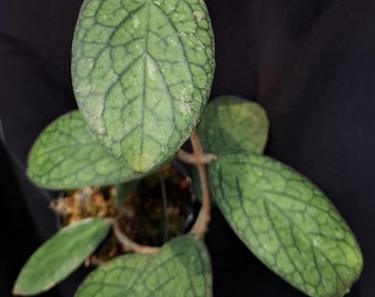 Hoya Tanggamus Urat Hermosas Hojas Fitosanitario Gratuito Envío Rápido