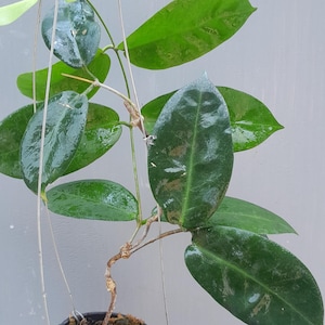 Hoya Piestolepis Sp Papua Rare Unique Leaves Beautiful Flowers Fast Shipping