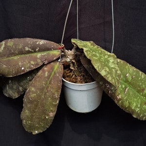 Hoya Undulata Splash Rare Unique Leaves Beautiful Flowers Fast Shipping
