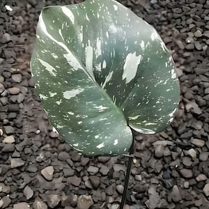Monstera Thai Constellation Variegated Rare Unique Leaves Beautiful Best Quality Fast Shipping